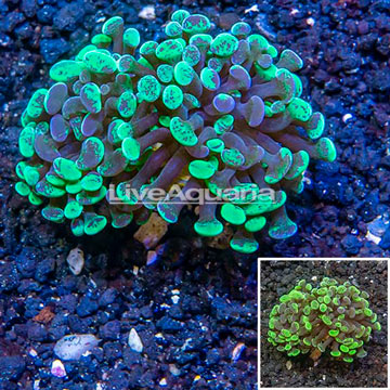LiveAquaria® Cultured Hammer Coral