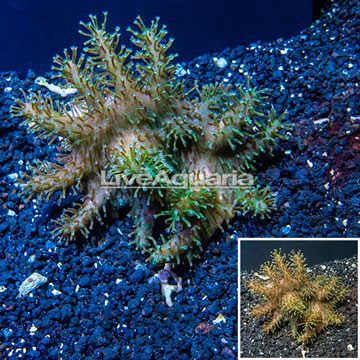 Devil's Hand Leather Coral Indonesia