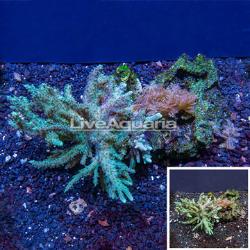 Sinularia and Anthelia Waving Hand Coral Combo Rock Vietnam