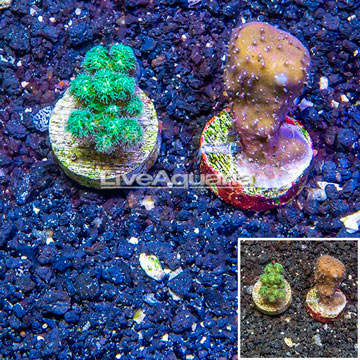 LiveAquaria® Two Pack Cultured Blue Ridge and Pocillopora Coral