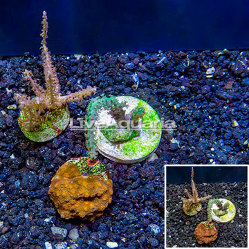 LiveAquaria® Three Pack Cultured Cyphastrea, Sinularia and Gorgonia Coral