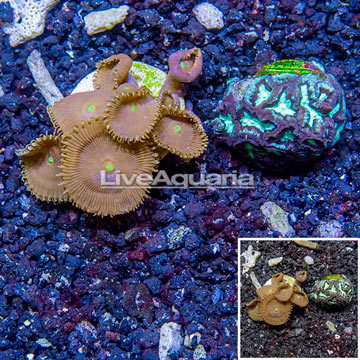 LiveAquaria® Two Pack Cultured Protopalythoa and Favia Coral
