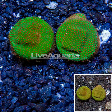 USA Two Pack Cultured Screamin Demon Porites Coral
