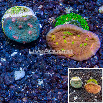 LiveAquaria® Two Pack Cultured Ultra Chalice Coral
