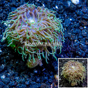 LiveAquaria® Cultured Duncan Coral