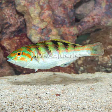 Hardwicke Wrasse
