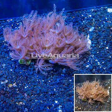 Waving Hand Coral Vietnam
