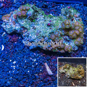 Zoanthus Coral Vietnam