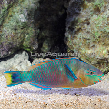 Quoyi Parrotfish Terminal Phase Male