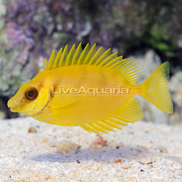 Blue Spotted Rabbitfish