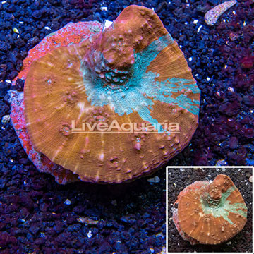 Ultra Chalice Coral Indonesia