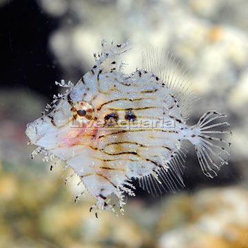 Tasseled Filefish