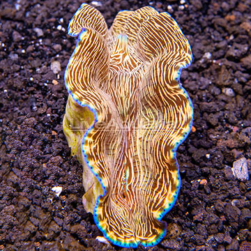 ORA® Cultured Derasa Clam