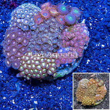 Zoanthus Coral Indonesia