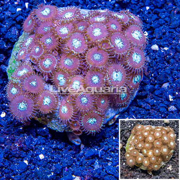 Zoanthus Coral Indonesia