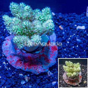 Pineapple Tree Coral Indonesia