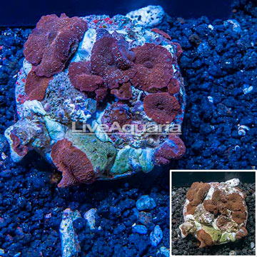 Mushroom Coral Indonesia