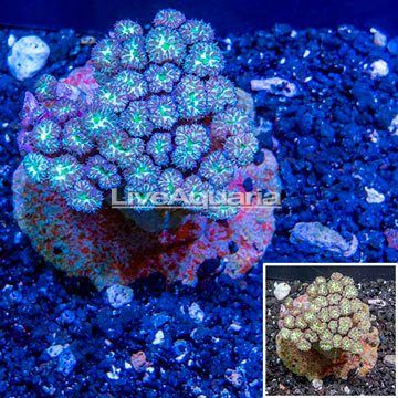 Blastomussa Coral Indonesia