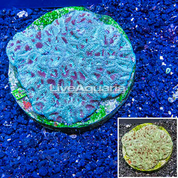 Goniastrea Brain Coral Indonesia