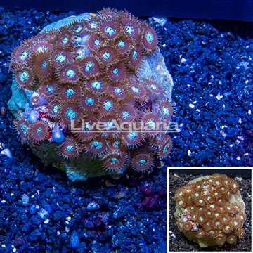 Zoanthus Coral Indonesia