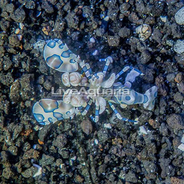 Harlequin Shrimp, Male