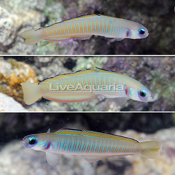 Zebra Barred Dartfish (Trio)
