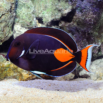 Achilles Tang Adult EXPERT ONLY