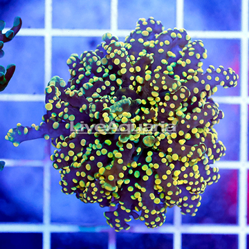 USA Cultured Gold Frogspawn Coral