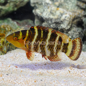 Red Breast Wrasse