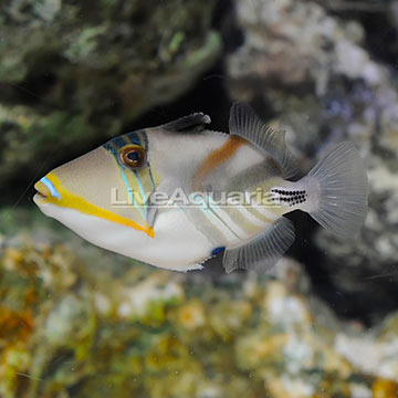 Humu Picasso Triggerfish