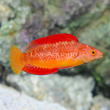 Red Fin Fairy Wrasse Super Terminal Phase Male