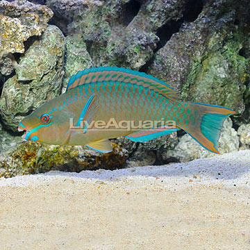 Queen Parrotfish Terminal Phase Male