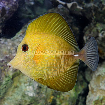 Yellow Scopas Tang