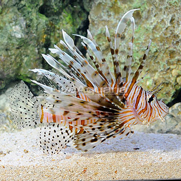 Volitan Lionfish