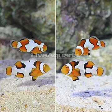 ORA® Captive-Bred Picasso Percula Clownfish (Bonded Pair)