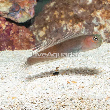 Bicolor Blenny