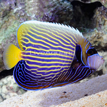 Emperor Angelfish Transitioning