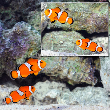 ORA® Captive-Bred Misbar Ocellaris Clownfish (Retired Broodstock Pair)