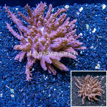 Tree Coral Indonesia