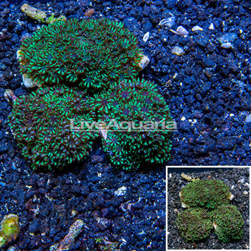 LiveAquaria® Three Pack Cultured Sympodium Coral