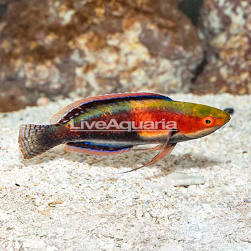 Katherine's Fairy Wrasse