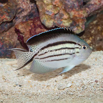 Lamarck Angelfish