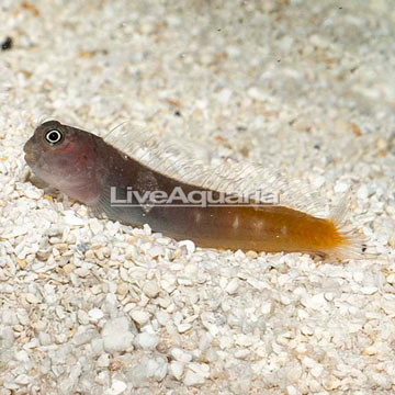 Bicolor Blenny