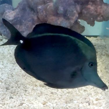 Black Longnose Tang 