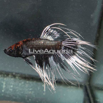 Panda Crown Tail Betta, Male 
