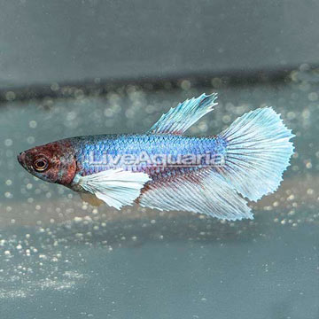 Dumbo Betta Female