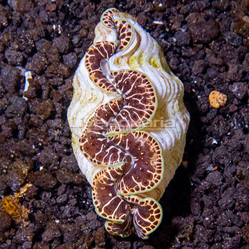 Tahitian Cultured Maxima Clam, Gold