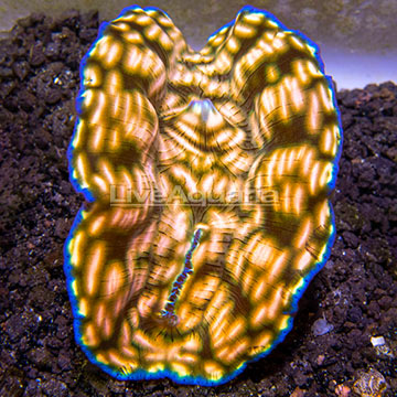 ORA® Cultured Derasa Clam