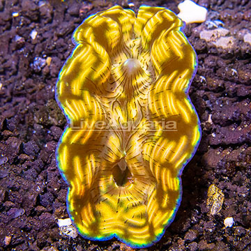 ORA® Cultured Derasa Clam