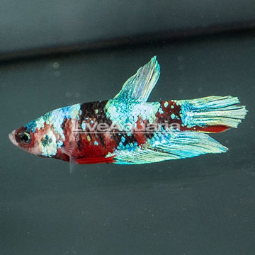 Koi Betta